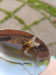 Eristalis pertinax