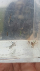 Nepomorpha