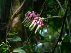 Cavendishia grandifolia