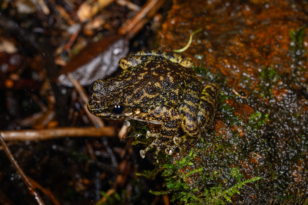 South China Cascade Frog