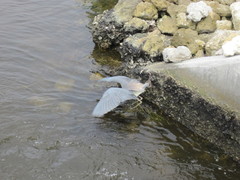 Egretta tricolor image