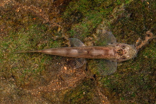 Davids bergbeekgrondel (Formosania davidi) — Balitoridae — 4