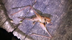 Thyreonotus corsicus