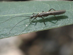 Leuctridae