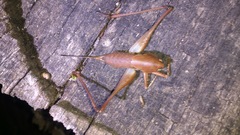 Thyreonotus corsicus