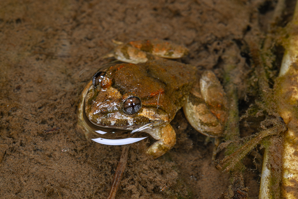 Fujian Large-headed Frog