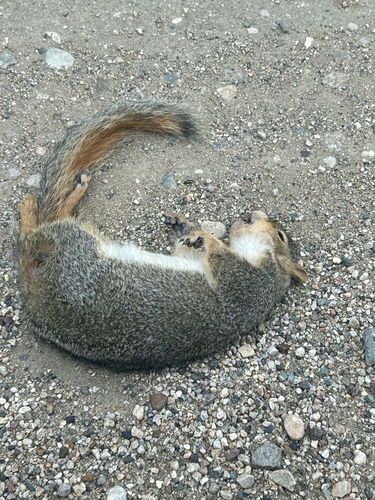 Eastern Fox Squirrel