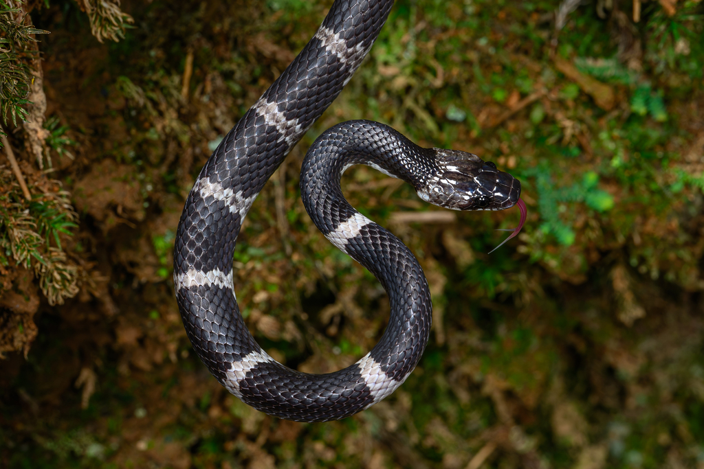 Formosa Wolf Snake