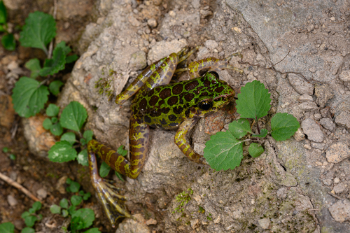 Wuyi Sharp-nosed Frog