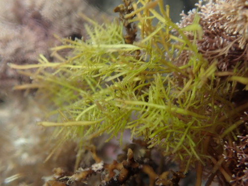 Pterocladiella capillacea observed 2026-08-09
