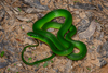 Chinese Green Snake - Photo (c) 藜梓柠, some rights reserved (CC BY-NC), uploaded by 藜梓柠