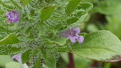 Pogogyne zizyphoroides