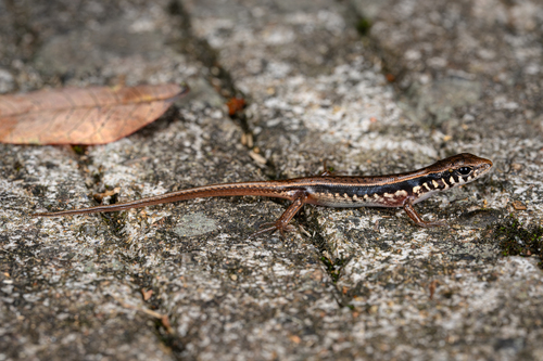 Indian Forest Skink, photo 2 of 9