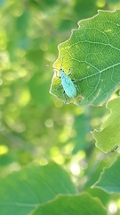 Phyllobius maculicornis
