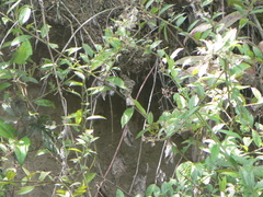 Myiophobus crypterythrus