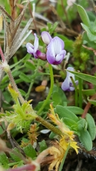 Astragalus tener
