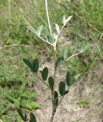 Astragalus albicaulis