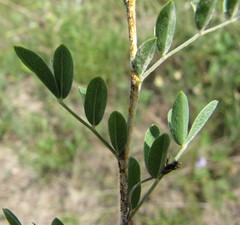 Astragalus albicaulis