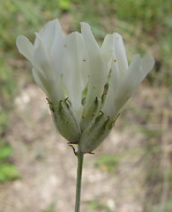 Astragalus albicaulis