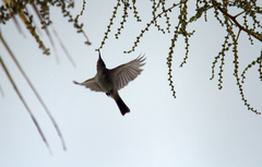 Lichmera indistincta