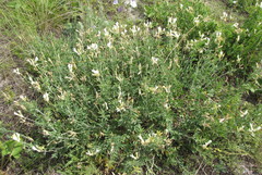 Astragalus albicaulis