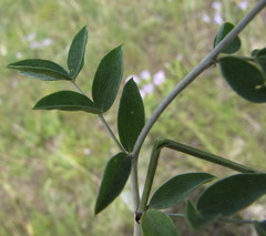 Astragalus albicaulis