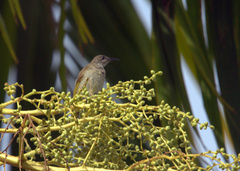 Lichmera indistincta