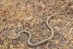 Psammophis lineolatus