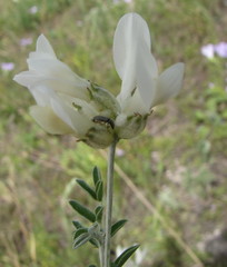 Astragalus albicaulis