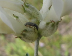 Astragalus albicaulis