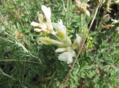 Astragalus albicaulis