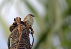 Lichmera indistincta