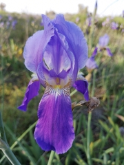 Iris mesopotamica