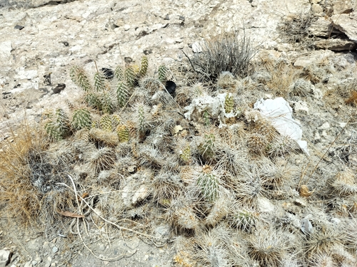 Mojave Pricklypear