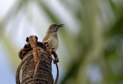 Lichmera indistincta