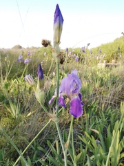 Iris mesopotamica