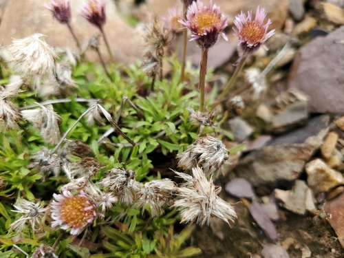 Low Fleabane