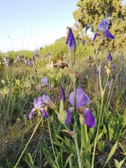 Iris mesopotamica