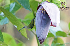 Arachnothera longirostra