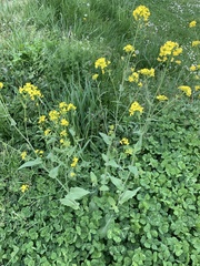 Waldsteinia tanzybeica