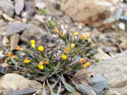 Dwarf Alpine Hawk's-beard