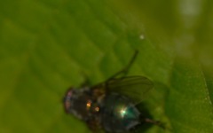 Eudasyphora cyanella