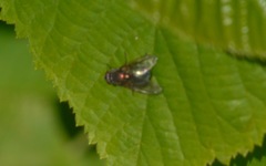Eudasyphora cyanella
