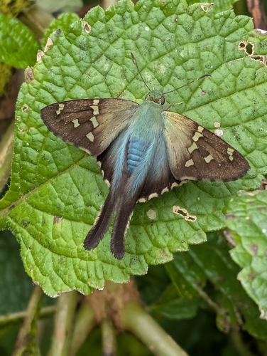 Long-tailed Skipper