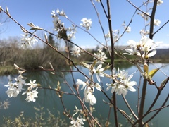 Amelanchier arborea arborea