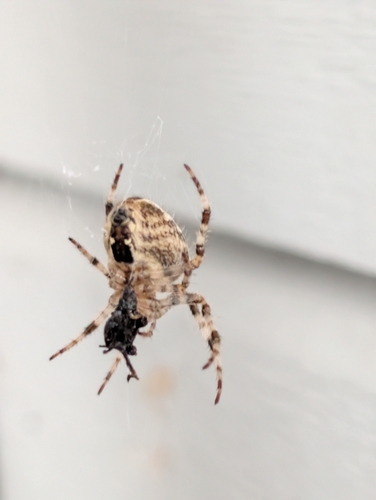 Cross Orbweaver