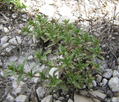 Thymus calcareus