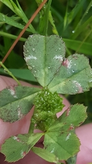 Trifolium microdon