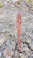 Orobanche cernua