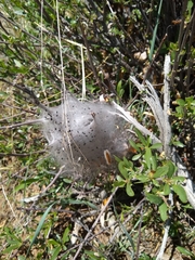 Malacosoma californica
